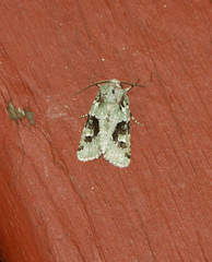 Lacinipolia laudabilis