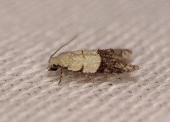 Tracholena sulfurosa