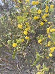 Acacia brachybotrya