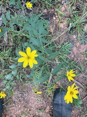 Bidens aristosa