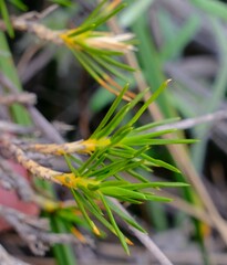 Calectasia
