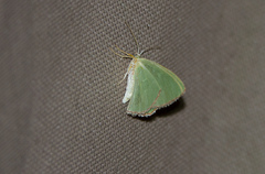Nemoria lixaria