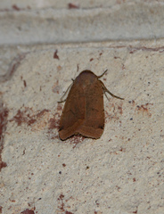 Abagrotis cupida