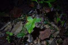 Nabalus trifoliolatus