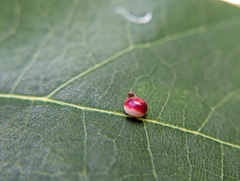 Zopheroteras sphaerula