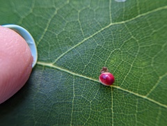 Zopheroteras sphaerula