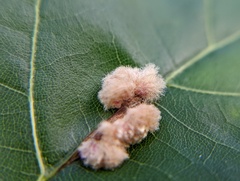 Callirhytis piperoides