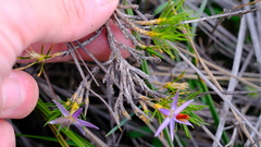 Calectasia