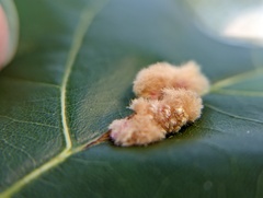 Callirhytis piperoides