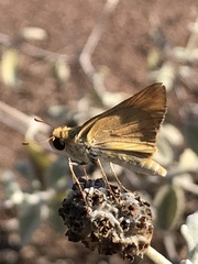 Copaeodes aurantiaca