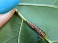 Callirhytis piperoides