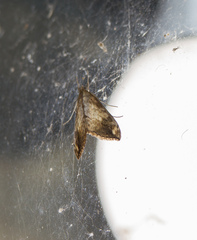 Evergestis rimosalis