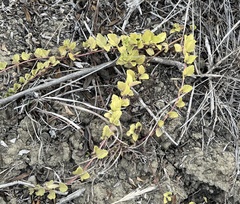 Clinopodium douglasii