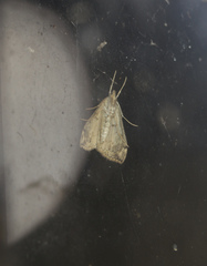 Evergestis rimosalis