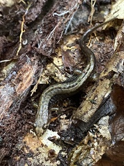 Desmognathus ochrophaeus