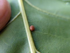 Polystepha globosa
