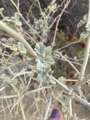 Malacothamnus marrubioides