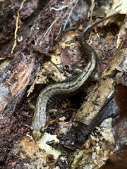 Desmognathus ochrophaeus