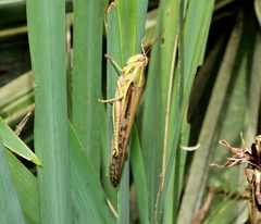 Schistocerca pallens