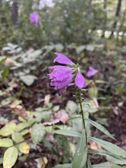 Physostegia virginiana