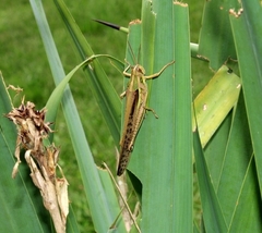 Schistocerca pallens