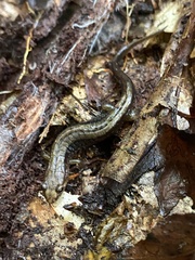 Desmognathus ochrophaeus