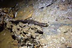 Desmognathus valtos