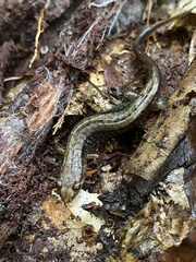 Desmognathus ochrophaeus