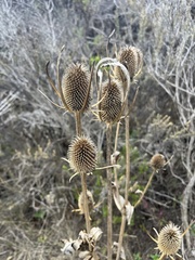 Dipsacus sativus