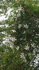 Clematis akoensis