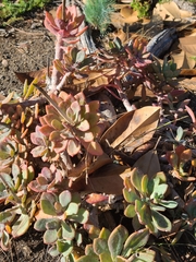 Atriplex leucophylla