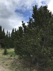 Pinus aristata