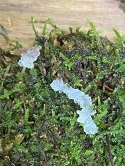 Tremella fuciformis