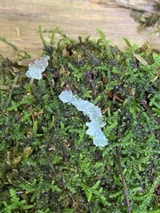 Tremella fuciformis
