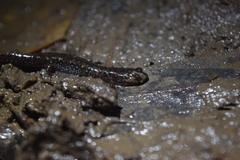 Desmognathus valtos