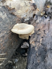 Pleurotus
