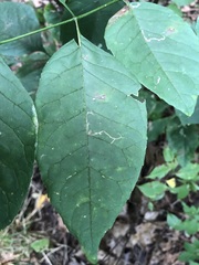 Phyllocnistis vitifoliella