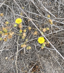 Deinandra corymbosa