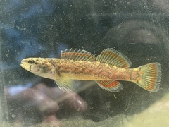 Etheostoma whipplei