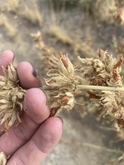 Malacothamnus marrubioides