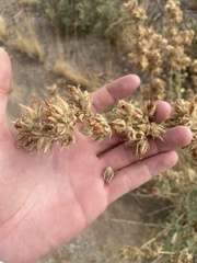 Malacothamnus marrubioides