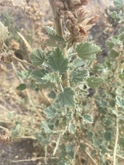 Malacothamnus marrubioides