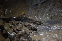 Desmognathus valtos