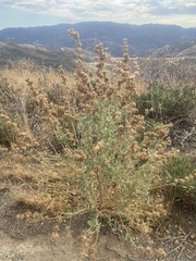 Malacothamnus marrubioides
