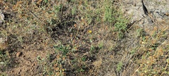 Grindelia hallii