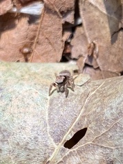 Habronattus pyrrithrix