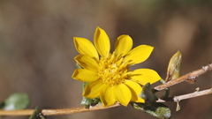Grindelia hallii