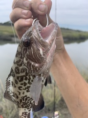 Mycteroperca microlepis