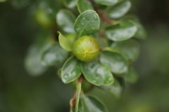Petalostigma banksii