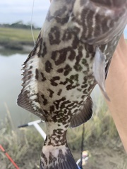 Mycteroperca microlepis